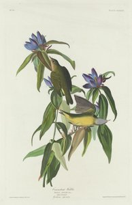 Parula del Connecticut, 1832