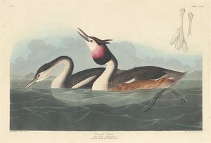 Svasso crestato, 1836 da Robert Havell