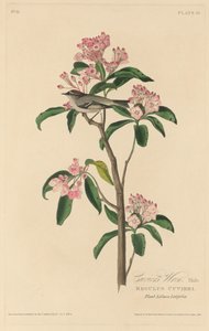 Scricciolo di Cuvier da Robert Havell