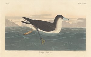 Petrello scuro, 1836