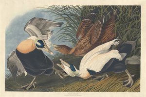 Edredone, 1835 da Robert Havell