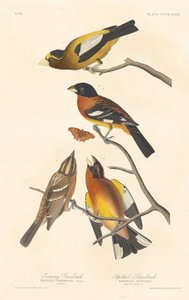 Grosbeak serale e Grosbeak maculato, 1837 da Robert Havell