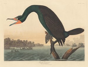 Cormorano della Florida da Robert Havell
