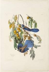 Ghiandaia della Florida da Robert Havell