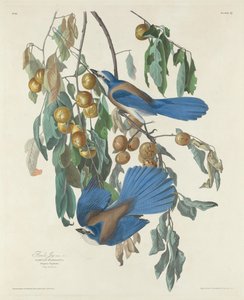 Ghiandaie della Florida, 1830 da Robert Havell