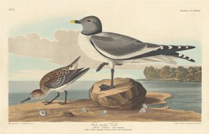 Gabbiano dalla coda biforcuta, 1835 da Robert Havell