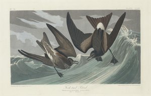 Petrello dalla Coda Forcuta, 1835 da Robert Havell