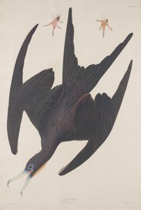 Fregata Pelican, 1835 da Robert Havell