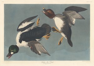 Anatra dagli occhi dorati, 1836 da Robert Havell