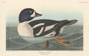 Anatra dagli occhi dorati, 1838 da Robert Havell
