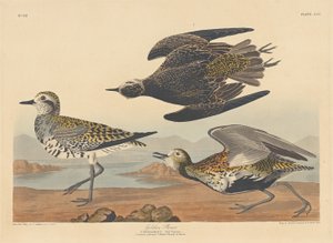 Piviere dorato da Robert Havell