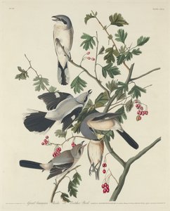 Grande Averla americana o uccello macellaio, 1834 da Robert Havell