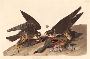 Grande falco piede, 1827