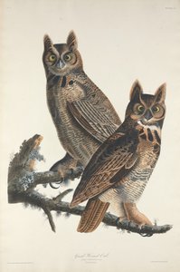 Gufo della Virginia, 1829