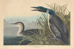 Strolaga maggiore o Loon da Robert Havell