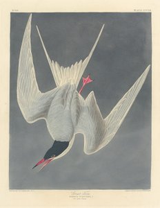 Sterna maggiore, 1836