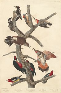 Picchio villoso, 1838