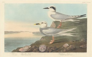 Sterna di Havell e Sterna di Trudeau, 1838 da Robert Havell