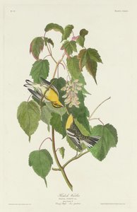 Parula dell
