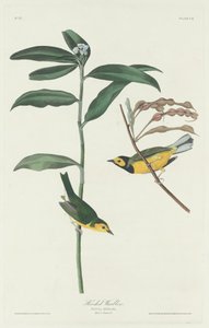 Parula incappucciata, 1831