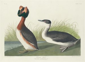 Svasso cornuto da Robert Havell