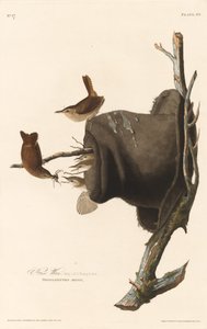 Scricciolo da Robert Havell