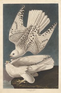 Falco islandese o Jer, 1837