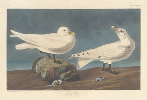 Gabbiano avorio, 1836 da Robert Havell