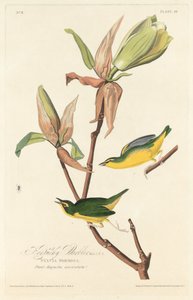 Parula del Kentucky