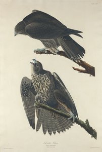 Falco del Labrador