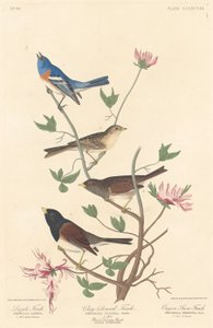 Fringuello lazuli, fringuello color argilla e fringuello delle nevi dell