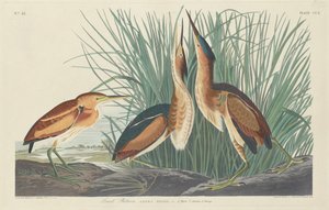 Tarabusino minore, 1834 da Robert Havell