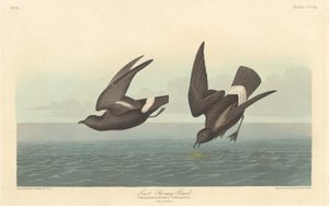 Petrello tempestoso minore da Robert Havell