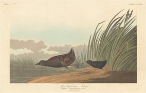Gallinella minore da Robert Havell