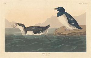 Piccolo alca da Robert Havell