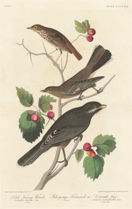 Piccolo tordo fulvo, 1838 da Robert Havell