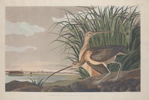 Chiurlo beccolungo, 1834 da Robert Havell