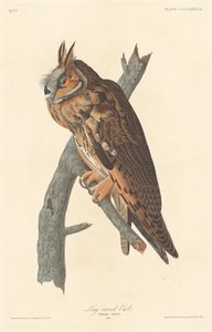 Gufo reale (1837) da Robert Havell