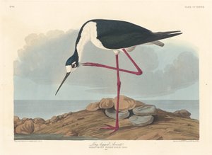 Avocetta dalle lunghe zampe
