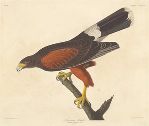 Falco della Louisiana, 1837 da Robert Havell