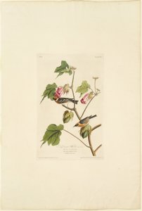 Maschio di Dendroica castanea da Robert Havell