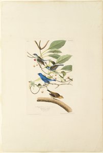 Uccello indaco maschio da Robert Havell