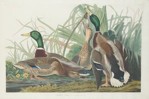 Anatra germano reale (1834) da Robert Havell