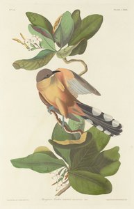 Cuculo delle mangrovie, 1833