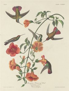 Colibrì delle mangrovie da Robert Havell