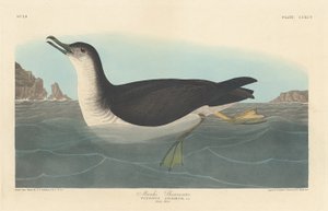 Berta minore, 1836