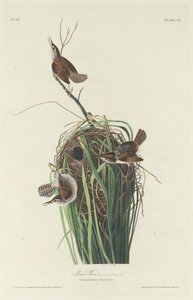 Scricciolo di Palude da Robert Havell