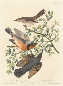 Uccello beffardo di montagna e tordo variegato, 1837 da Robert Havell