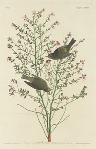 Parula coronata d