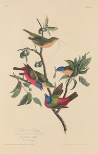 Passero dipinto da Robert Havell